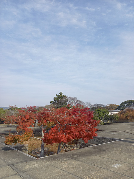 本丸御殿跡の紅葉