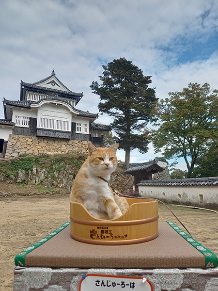 猫城主