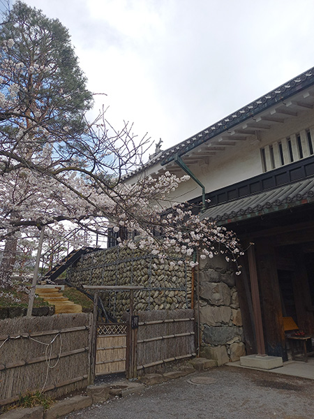 黒門の桜