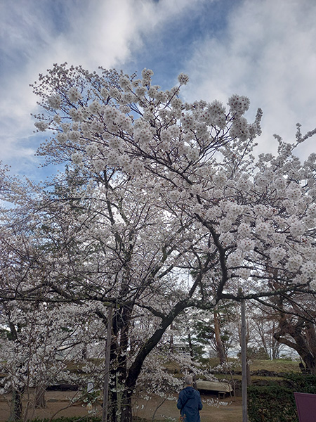 本丸の桜