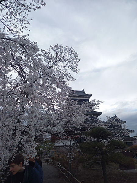 桜1640撮影