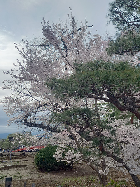桜天守横