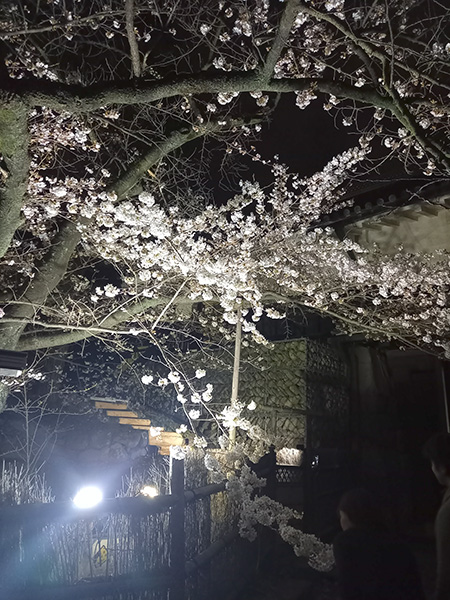 夜桜