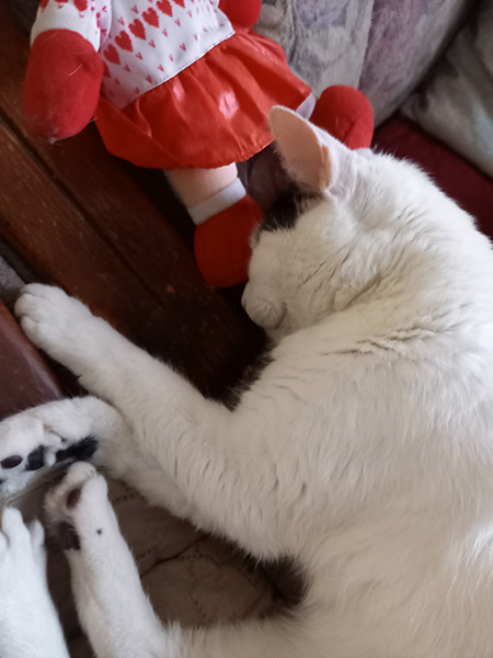 ミーシャ眠り猫