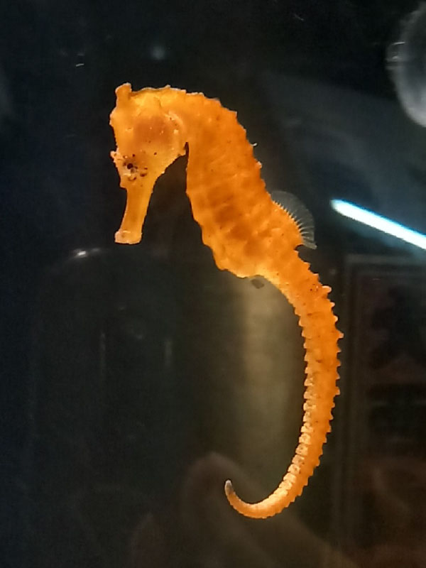 タツノオトシゴ