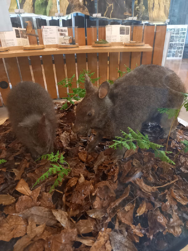 うさぎ