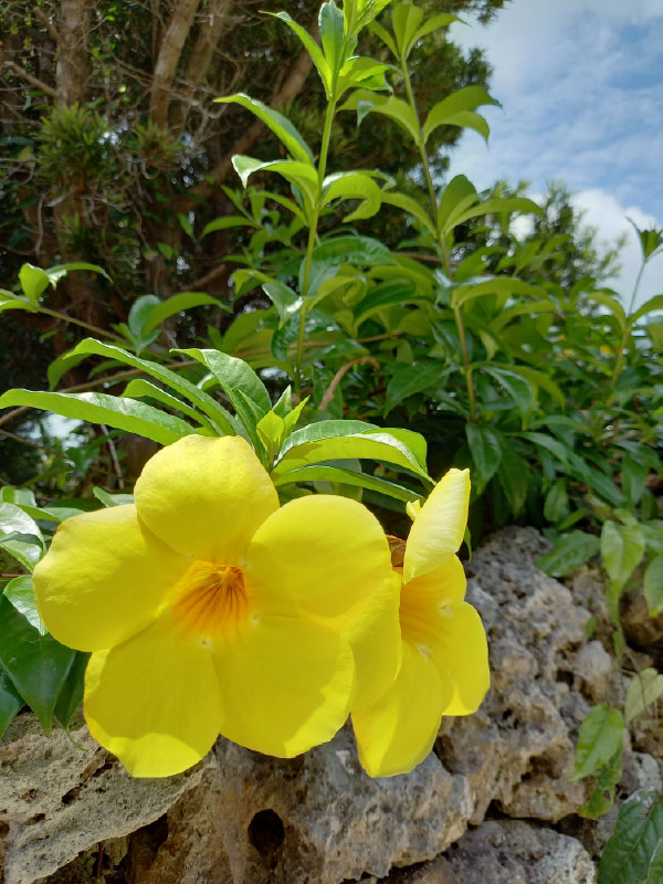 花