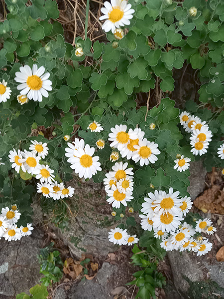 あしずりのじぎく