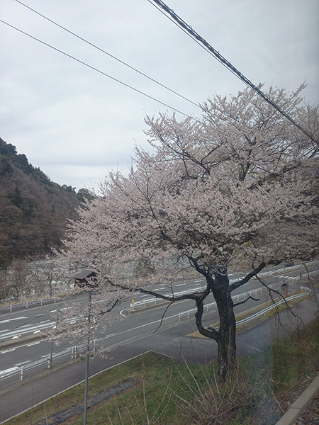 木曽川と桜