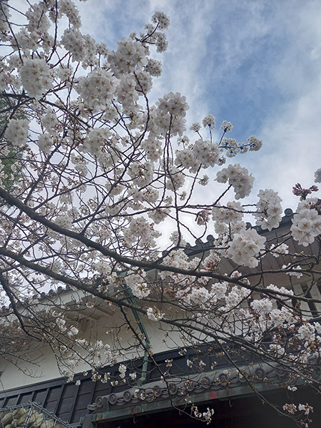 松本城黒門桜