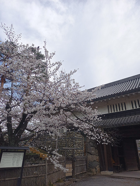 黒門桜