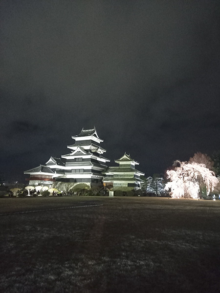 駒つなぎの桜