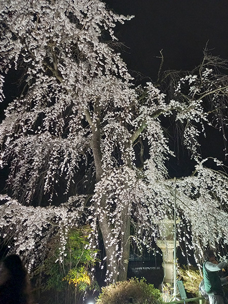 夜の枝垂れ