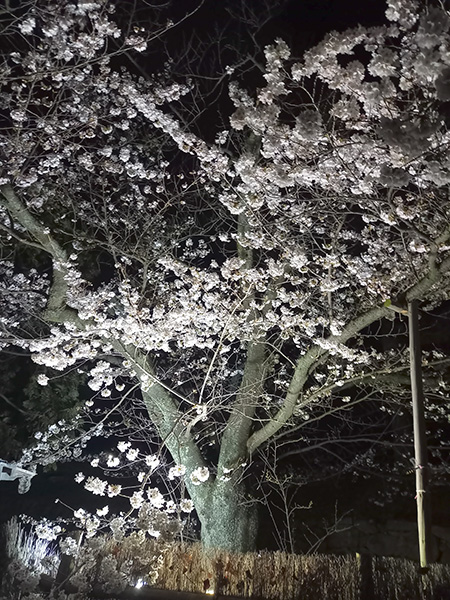 本丸夜桜