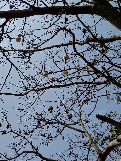 きわた