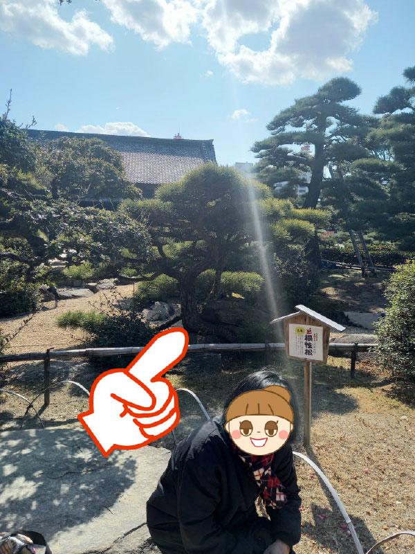 ど根性松